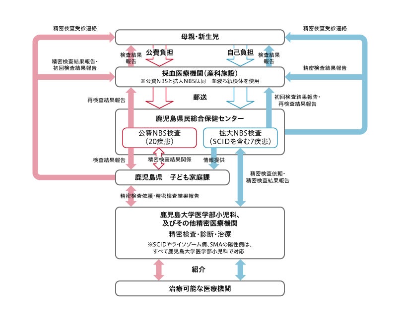 図3:鹿児島県におけるNBS検査の流れ