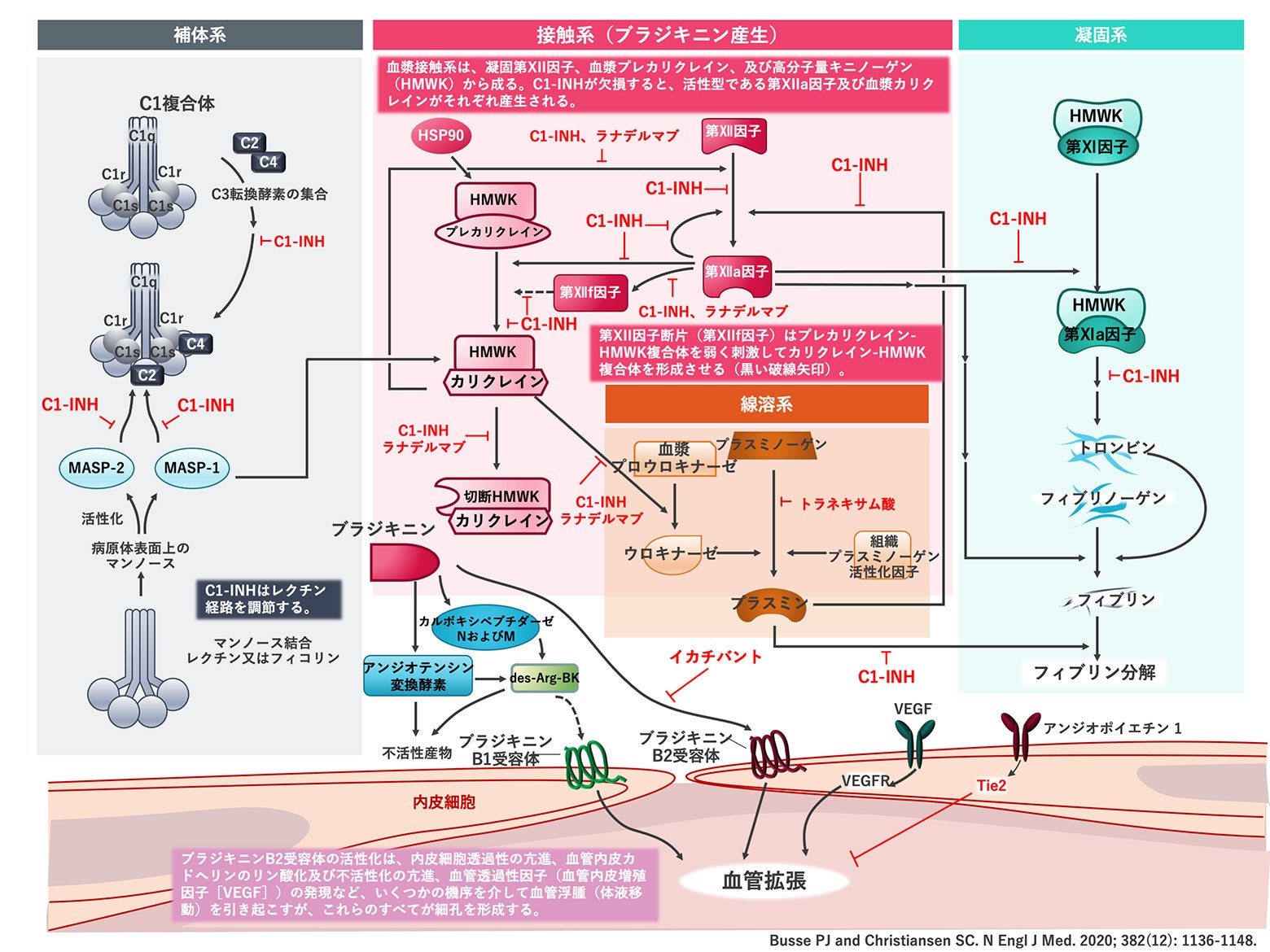 HAE病態メカニズム（1頁）