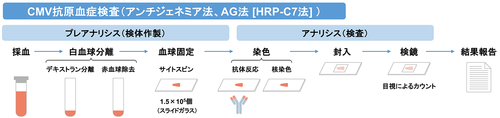 CMV抗原血症検査(AG法)の検査工程