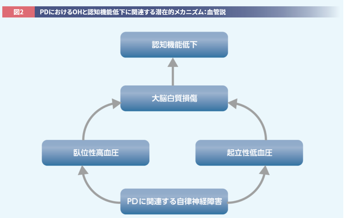ALC_PDにおけるOHと認知機能低下に関連する潜在的メカニズム:血管説
