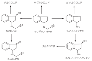 ヒトにおける推定代謝経路